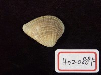 藏品(凸稜蛤)的圖片